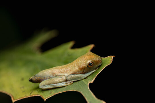 Green tree frog tadpole developing legs on leaf