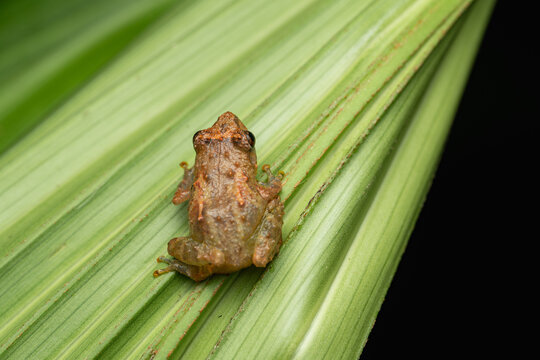 Tiny brown frog camouflaging on green leaf