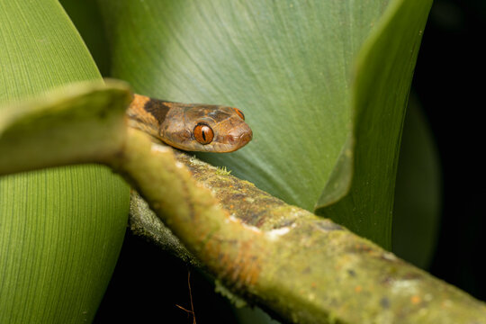 Cat-eyed snake resting on branch in rainforest habitat