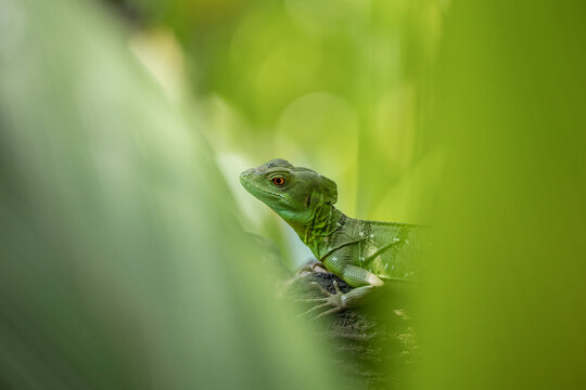Green basilisk camouflaging in vivid green jungle foliage