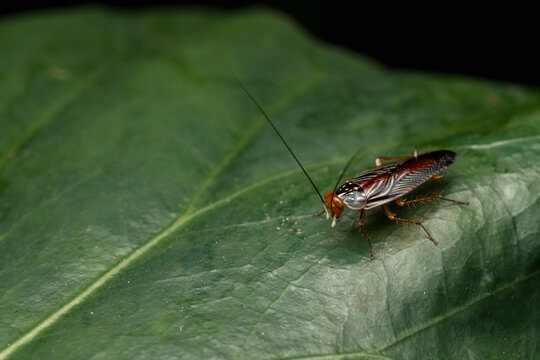 Forest cockroach on green leaf in macro view