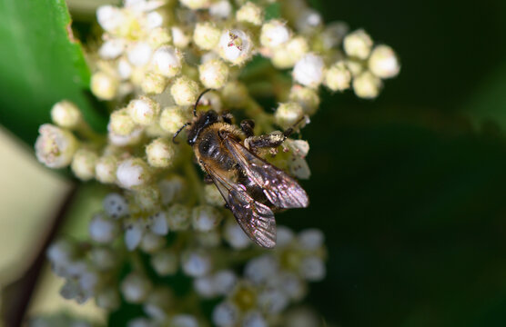 Female Horned Mason Bee Osmia cornuta Closely Covered with Yellow Pollen Grains