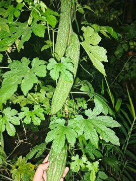 Buah pare segar (Momordica charantia) yang masih menggantung di tanaman merambat pada malam hari. Berwarna hijau dengan permukaan bertekstur khas dan bentuk memanjang.