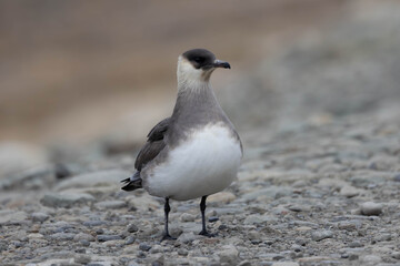 Arctic Skua Standing on Tundra Ground in Svalbard, Arctic Wildlife © André Sørbø