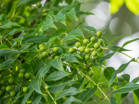 Zu sehen ist eine Nahaufnahme von gr&uuml;nen Fr&uuml;chten an kleinen Zweigen des Amur-Korkbaums (Phellodendron amurense).
