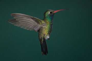 Fototapeta premium Broad-billed hummingbird in flight