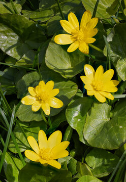 Lesser celandine flowering in spring