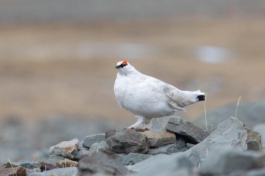 Close-up of Male Svalbard Ptarmigan (Lagopus muta hyperborea) on Rocks with Blurred Background