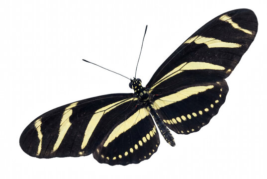 Zebra Longwing butterfly with striking yellow stripes and wing patterns