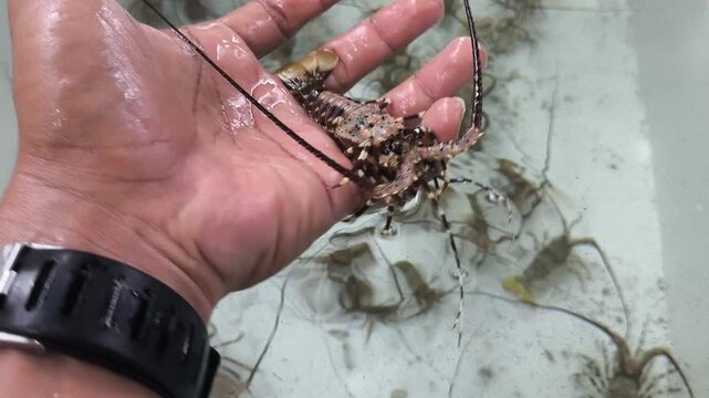 Live spiny lobster being carefully handled in a marine aquaculture facility, with juvenile lobsters visible in the water. The footage illustrates lobster farming, aquatic animal management, aquacultur