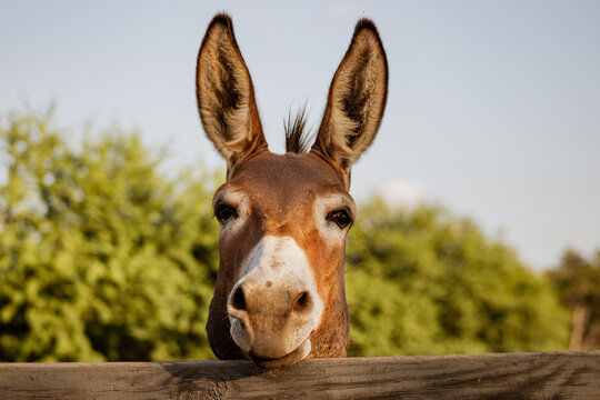 Portrait of a donkey jack