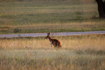 Wallaby joey in a field of wildflowers © Shelby