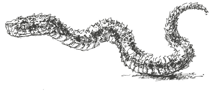 Detailed black and white ink illustration of a segmented sea creature resembling a bristle worm or marine worm