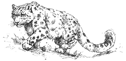 Naklejka premium Snow leopard walking stealthily in natural habitat with detailed fur and muscular body features