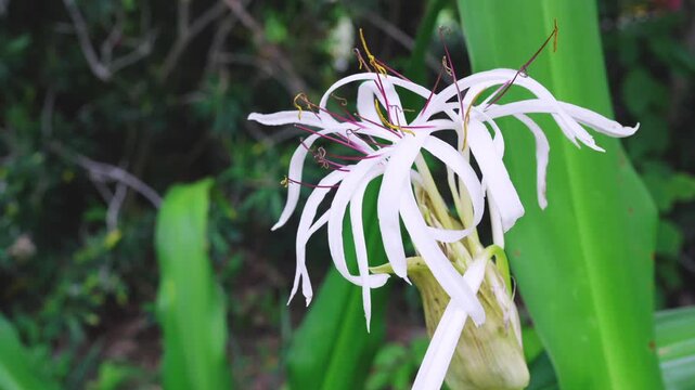 Swamp Lily