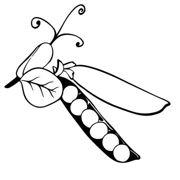 Green pea pod open with seeds line art sketch for organic food market icon. Vector illustration