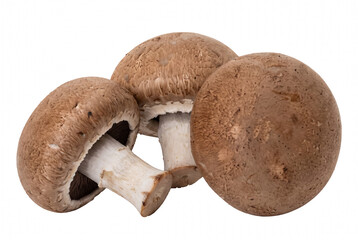 Group of three fresh brown baby bella mushrooms © Asif