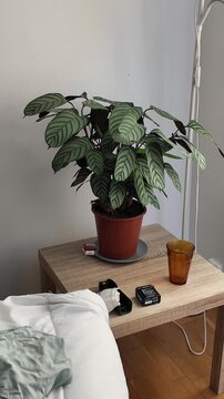 Cozy messy modern bedroom corner with lush Ctenanthe prayer plant in brown pot and amber glass on bedside table