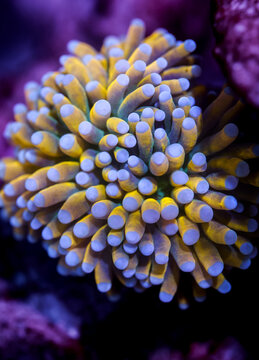Macro Shot of a Ultra Grade 24K Gold Holy Grail Torch Coral (Euphyllia glabrescens) in a Marine Reef Aquarium