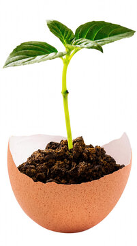 Young Green Seedling Growing in an Eggshell with Soil
