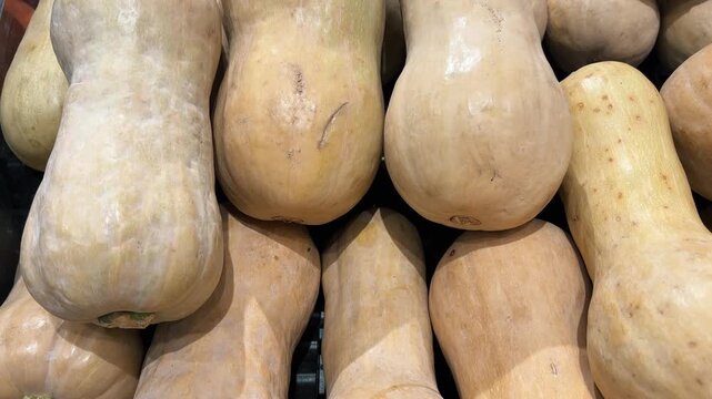 Fresh bottle gourds. A neatly arranged stack of clean bottle gourds. a bottle gourd harvest.