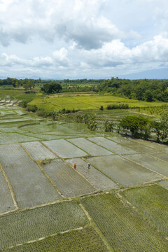 Aerial view of farmers working in lush green rice paddies with water-filled fields and surrounding trees under a cloudy sky in Kecamatan Cluring, Java, Indonesia.