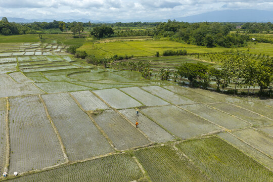 Aerial view of lush green rice paddies with farmers working in the fields under a cloudy sky in Kecamatan Cluring, Java, Indonesia.