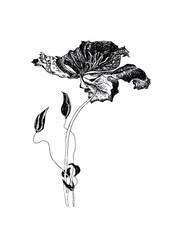 Fototapeta premium Intricate black liner art flower with textured petals isolated on transparent background