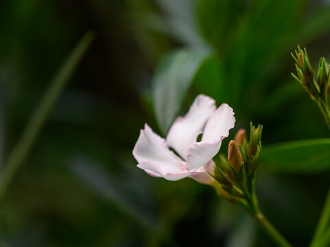 Nerium oleander known for beautiful flowers all parts highly poisonous sun loving ornamental shrub