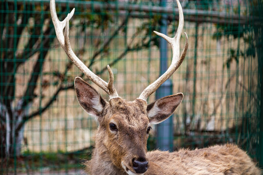 Sika Deer with Antlers in Ecological Park, Huludao China