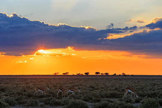 Namibia, Etosha National Park, springboks by sunset