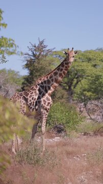 vertical Tall giraffe walking in the african savannah