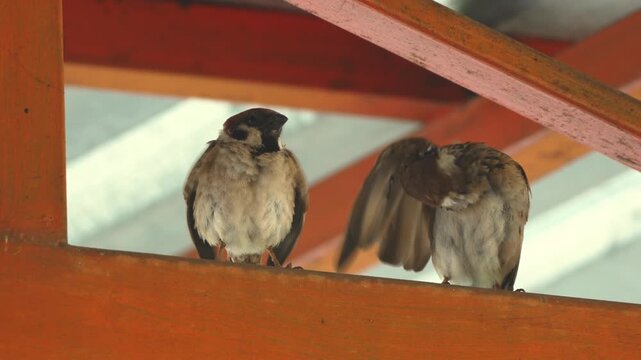 Two sparrows preening and resting on a wooden roof beam.