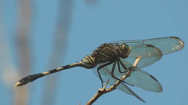 Green dragonfly resting on a dry twig with blue sky background.