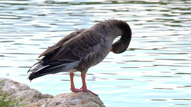 Greylag Goose (Anser anser) preening its feathers by a lake. August, Kent, UK [Half speed]