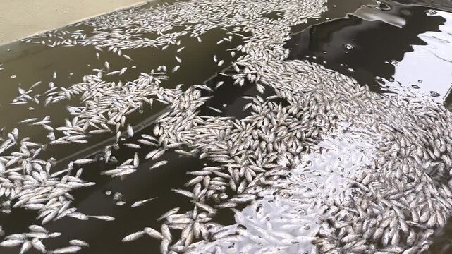 Dead Asian seabass (barramundi) floating on the water surface in an aquaculture farming tank, illustrating fish mortality during intensive fish production. The footage is suitable for aquaculture