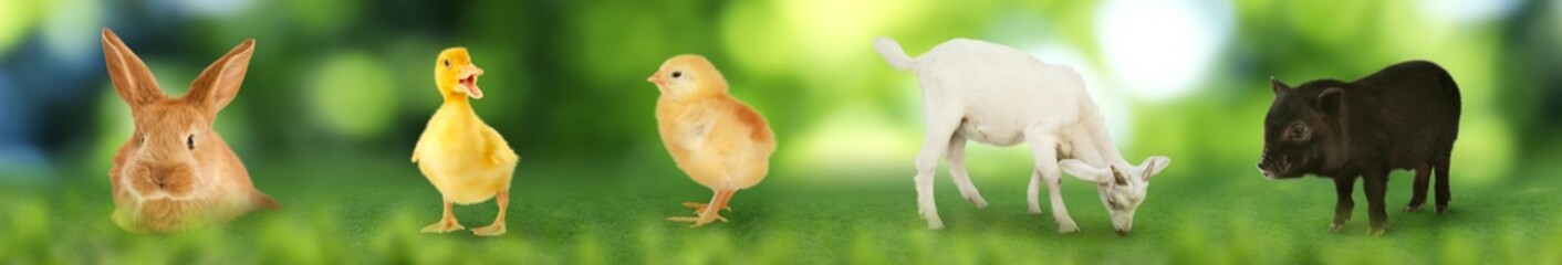 Fototapeta premium Baby animals outdoors. Bunny, duckling, chick, goatling and piglet on green grass