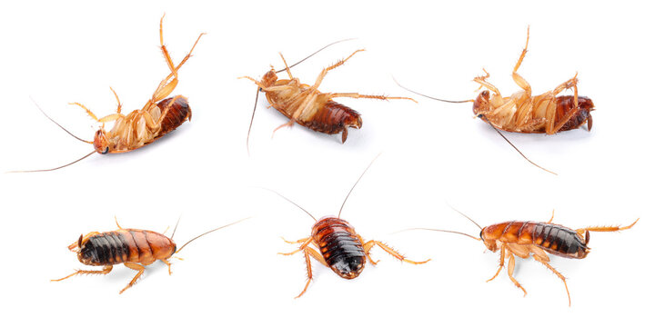 Many cockroaches isolated on white. Pest insect