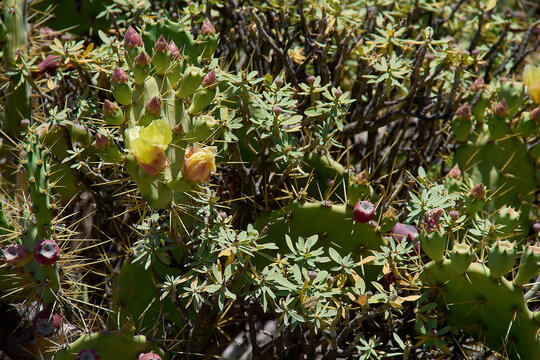 Detailed close-up of a prickly pear cactus bush featuring blooming yellow flowers, numerous budding fruits, sharp spines, and surrounding desert foliage.