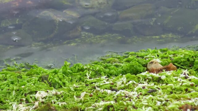 Green macroalgae such as sea lettuce (Ulva lactuca) and gutweed (Enteromorpha spp., currently classified within Ulva).
