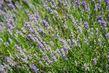 Obraz premium Delicate purple lavender flowers on a plant.