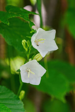Two white bellflowers and green leaves.