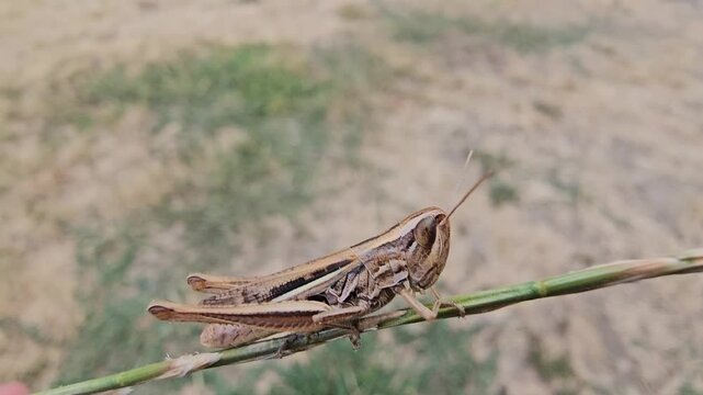 Green grasshoppers stand in the dry grass on a scorching day.
