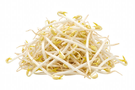 Fresh organic mung bean sprouts isolated on a dark surface