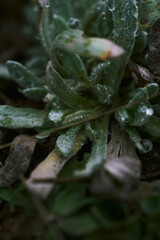 Fototapeta premium Forest Macro