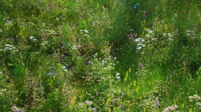 Lush meadow patch with diverse wildflowers and tall grass, signs of pollinators and pollenrich blooms, habitatfocused scene for conservation and eco