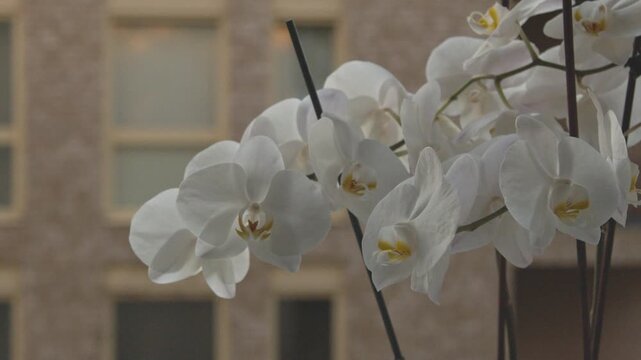 Close-up 4K still video of elegant white moth orchid (Phalaenopsis aphrodite) blossoms with velvety petals and yellow-pink floral center. Delicate flowers illuminated by warm natural light