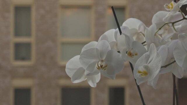 Close-up 4K still video of elegant white moth orchid (Phalaenopsis aphrodite) blossoms with velvety petals and yellow-pink floral center. Delicate flowers illuminated by warm natural light