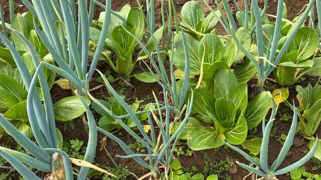 Top view of fresh green scallions and bok choy plants cultivated together in intercropping agricultural field