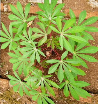 Top-down view of a vibrant cassava plant with lush green palmate leaves growing outdoors
